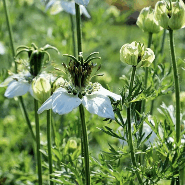 Graine de nigelle La Sorcière de la vallée