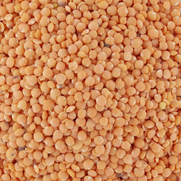 Lentille corail La Sorcière de la vlallée
