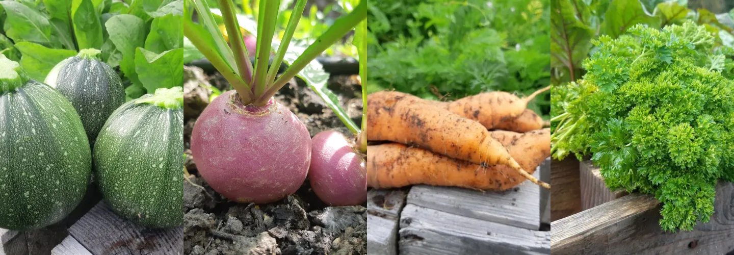 Plantes sauvages et légumes sauvés