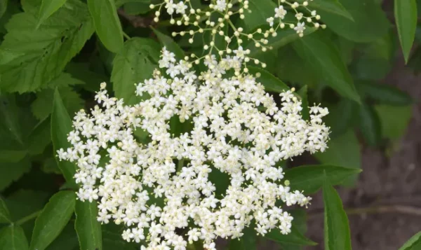 Fleur de sureau