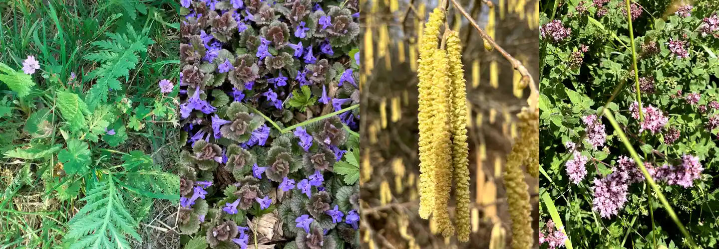 La sorcière de la vallée - plantes sauvages