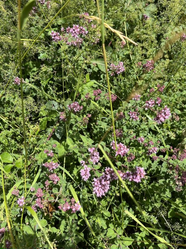 Origan La sorcière de la vallée
