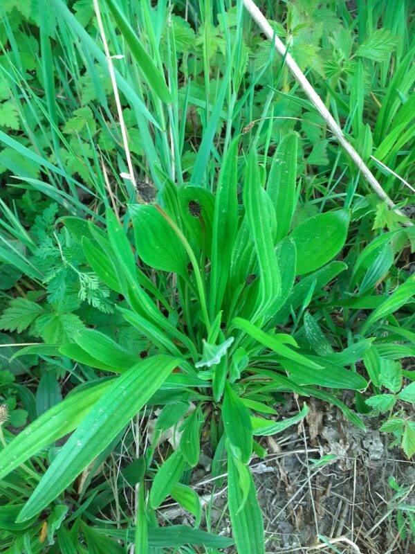 Plantain La Sorcière de la vallée