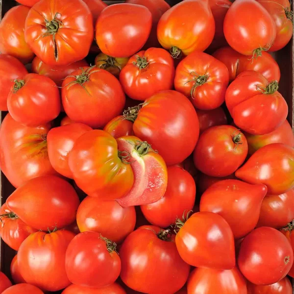 Tomate la Sorcière de la vallée