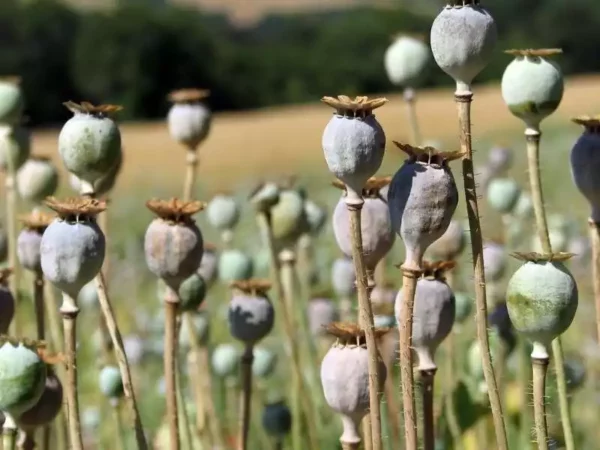 Graine de pavot La Sorcière de la vallée