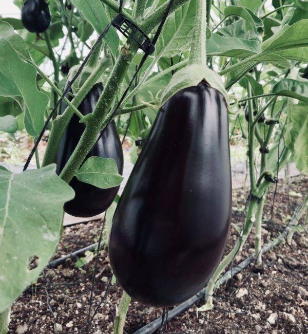 Aubergine La Sorcière de la vallée