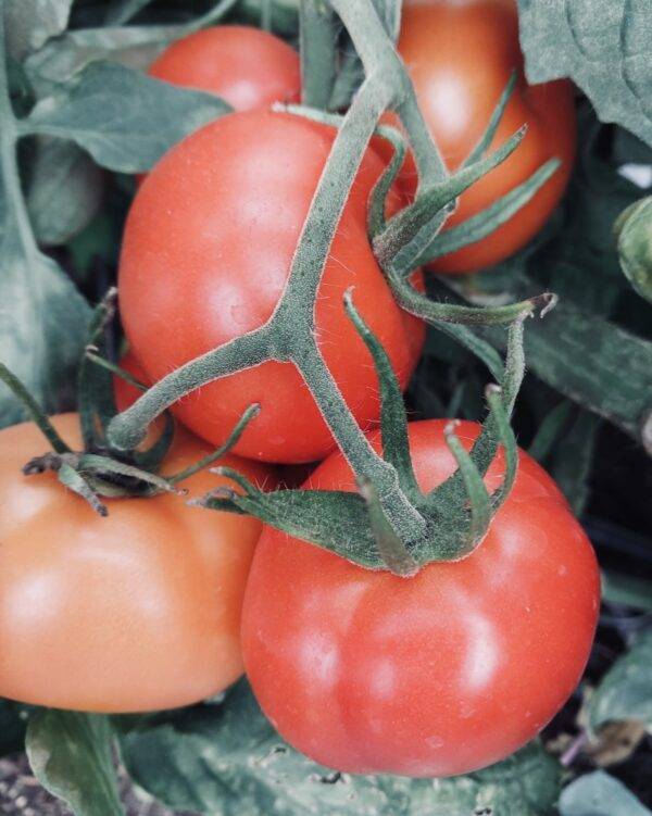 Tomate La sorcière de la vallée