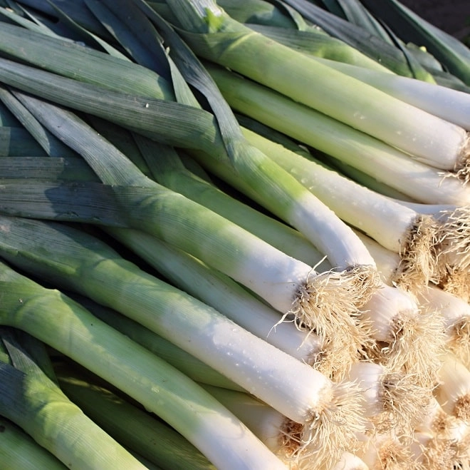 Le retour du poireau