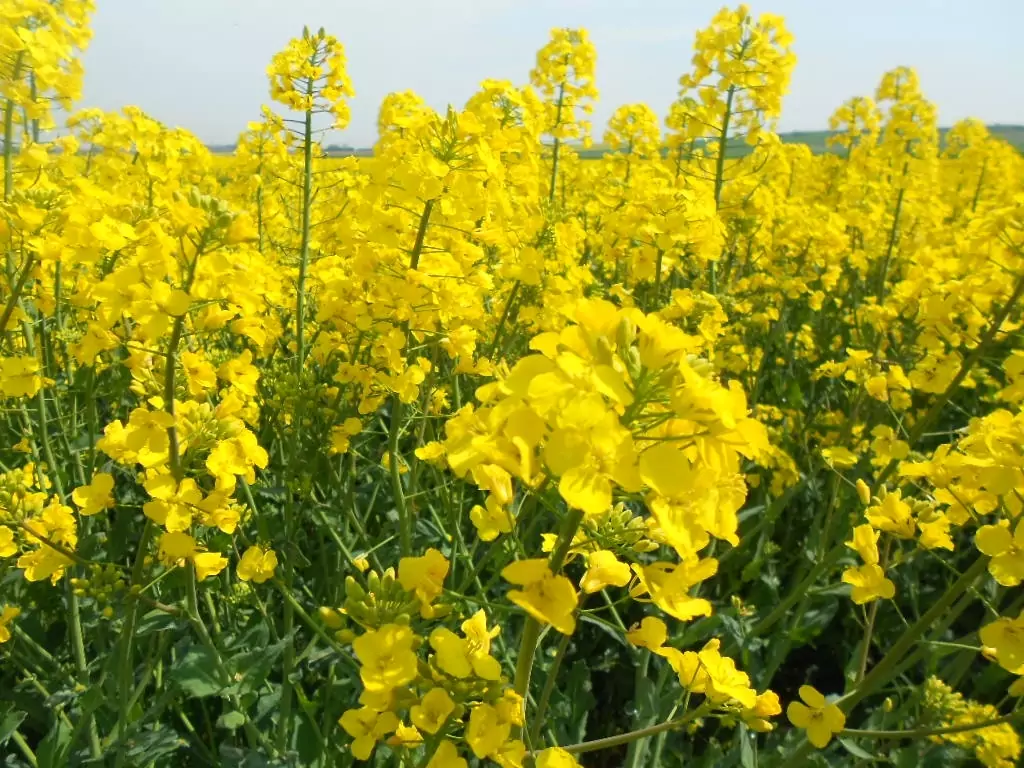 graine de moutarde La sorcière de la vallée